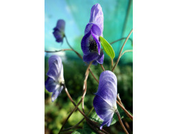 Aconitum hemsleyanum