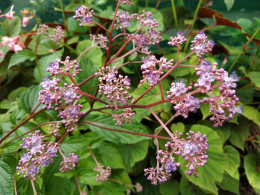 Cardiandra x 'Andromaque'