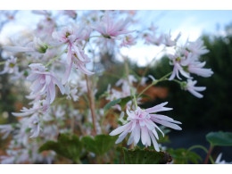 Saxifraga fortunei var. incisolobata 'Arès' 