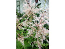 Astilbe thunbergii var terrestris