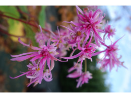 Saxifraga fortunei var. incisolobata 'Astrée' 