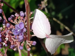 Cardiandra formosana 'Pénélope'