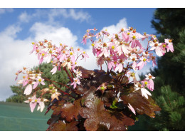 Saxifraga fortunei var. incisolobata 'Cassandre' 