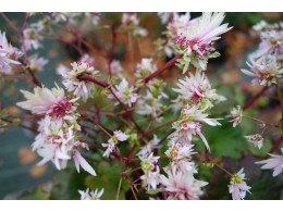 Saxifraga fortunei var. incisolobata 'Cupidon' 