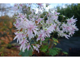 Saxifraga fortunei var. incisolobata 'Cérès' 