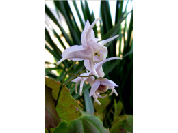Epimedium pauciflorum