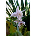 Epimedium pauciflorum Epimedium pauciflorum