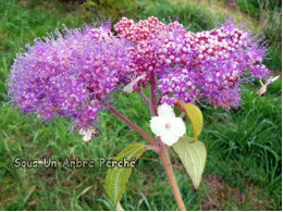 Taiwan Pink (H.kawakamii)