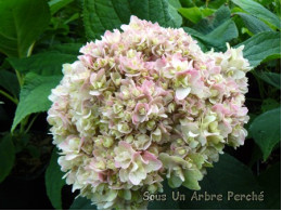 Gyokudanka (H. involucrata)