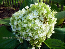 Mihara Kokonoe (H. involucrata)