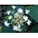 Toraku Tama (H. involucrata)