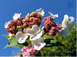 involucrata x aspera