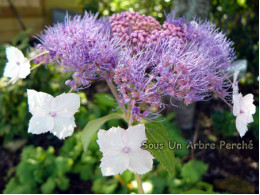 Hydrangea aspera