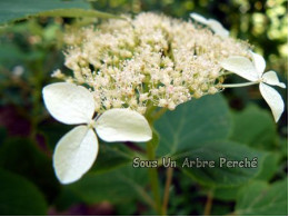 Radiata (H. arborescens)