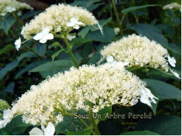 White Dome (H. arborescens)