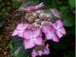 Beauté de Mahalon (H. macrophylla)