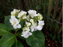 Izu-no-odoriko (H. macrophylla)