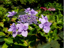 Jogasaki (H. macrophylla)