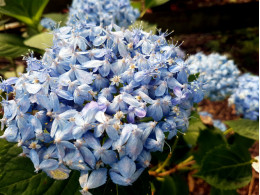 Mikawa Chidori (H. macrophylla)