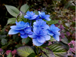 Hydrangea macrophylla