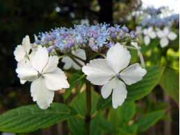 Nadeshiko Gaku (H. macrophylla)