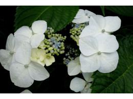 Takao (H. macrophylla)