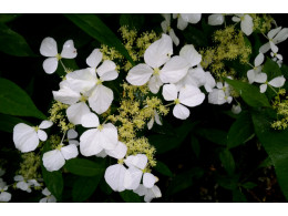 Hydrangea petalanthe