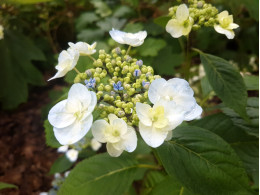 Eloïse (H. macrophylla)