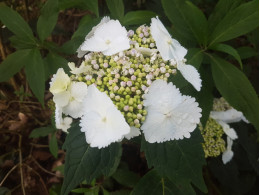 Zoé (H. macrophylla)