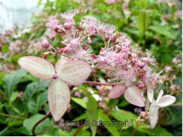 Cardiandra alternifolia 'Pink Geisha'