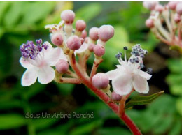 Cardiandra amamioshimensis