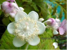 Deinanthe bifida 'Pink Shii'