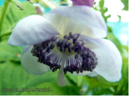 Deinanthe caerulea x bifida 'Blue Blush'