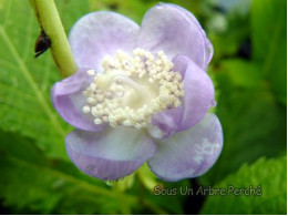 Deinanthe caerulea