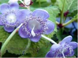 Deinanthe caerulea 'Blue Wonder'