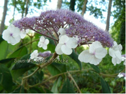 Macrophylla (H. aspera)