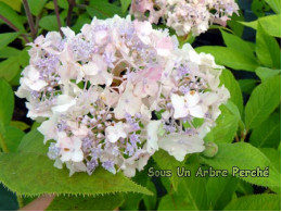 Handemari Tama (H. involucrata)