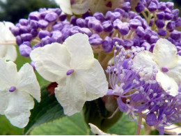 Hydrangea involucrata