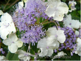 Chichibu (H. involucrata)