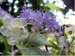 Oshima (H. involucrata)