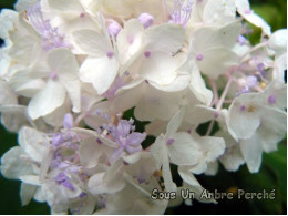 Sterilis (H. involucrata)