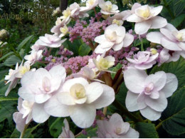 Yoraku Tama (H. involucrata)