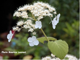 Longipes var. fulvescens (H. longipes)