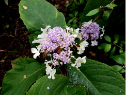 Idzuensis (H. involucrata)