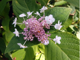 Plena (H. involucrata)