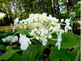 Shirobana (H. involucrata)