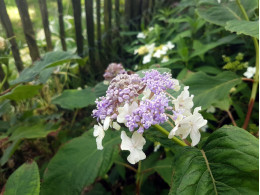 Tama Ajisai (H. involucrata)