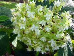 Toraku Tama (H. involucrata)