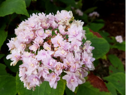 Yahagi Gyokudanka (H. involucrata)