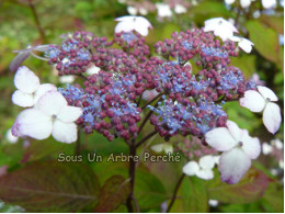 Hondoji Aka (H. serrata)